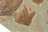 Plate of Seventeen Leaf Fossils - Glendive, Montana #188814-9